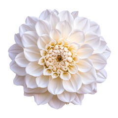 White flower isolated on transparent or white background 