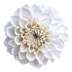 White flower isolated on transparent or white background 