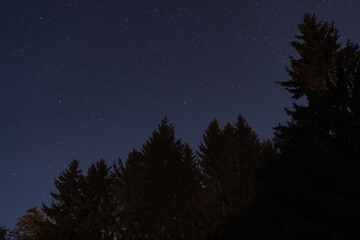 Fototapeta premium Silhouettes of spruce trees in the night forest against the background of the starry sky, Estonian nature in September.
