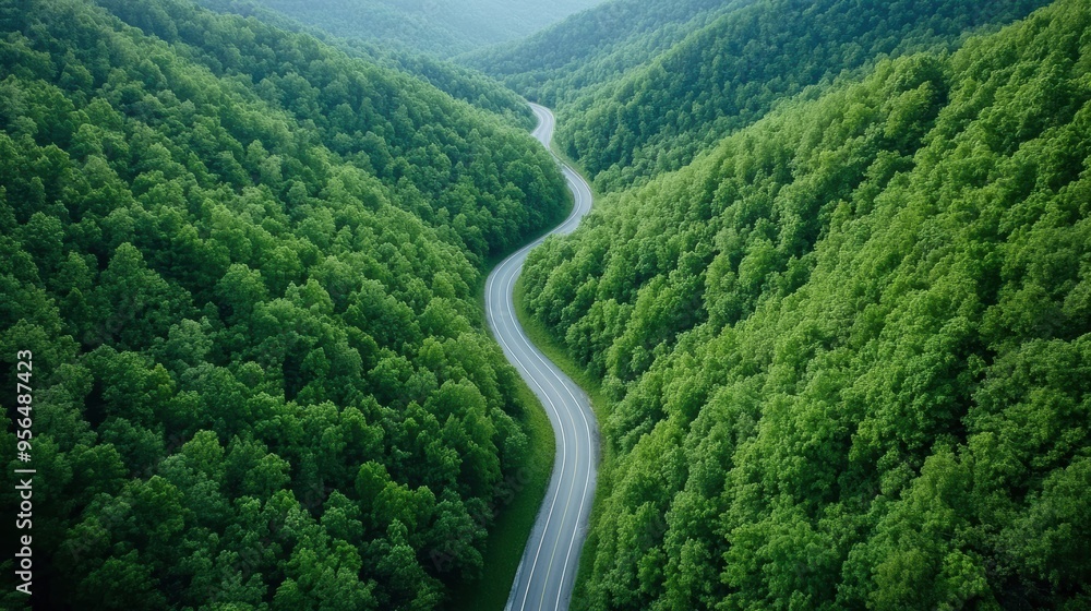 Wall mural a serene natural landscape with a winding road cutting through a dense forest, the trees towering overhead and the road disappearing into the distance, captured in first person point of view