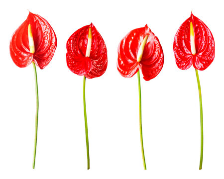 PNG red anthurium flower sticker