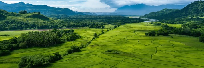 A vast expanse of green rice fields stretching towards the horizon, representing agriculture, prosperity, and the natural beauty of a fertile farming landscape.