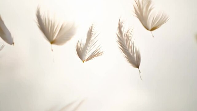 Soft white feathers floating gently in the air, creating a peaceful and delicate atmosphere.