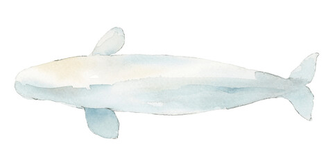 Watercolor painted beluga whale transparent png © Rawpixel.com