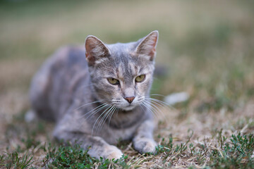 Relaxed and happy cat gets pleasure basking in the summer sun