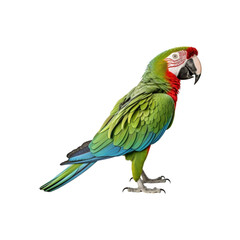 Obraz premium Green macaw on white background for nature, wildlife, tropical themes. Ideal for projects needing vibrant and colorful visuals