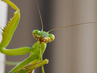 Close-up of a praying mantis