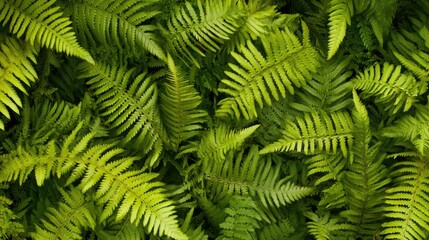 A close-up of fern fronds layered in a fan shape, creating a natural pattern and texture