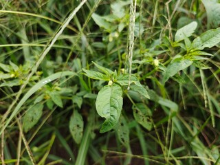 plant in the water