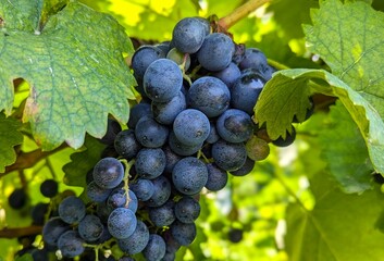 Bunch of grapes (Kakheti, Georgia) © G_M