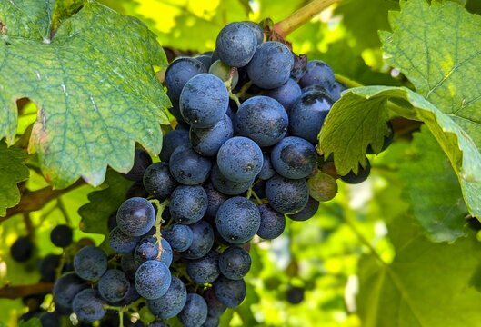 Bunch of grapes (Kakheti, Georgia)
