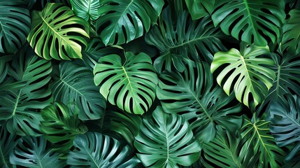 A vibrant close-up of lush green monstera leaves, creating a tropical and natural background.