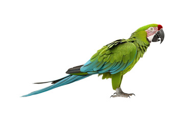 Obraz premium Green macaw on white background for nature, wildlife, tropical themes. Ideal for projects needing vibrant and colorful visuals