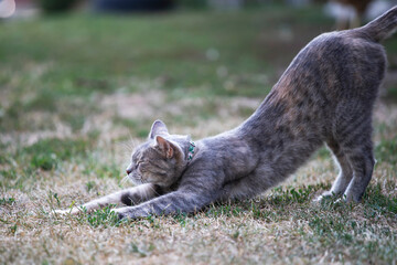 Obraz premium Relaxed and happy cat gets pleasure basking in the summer sun