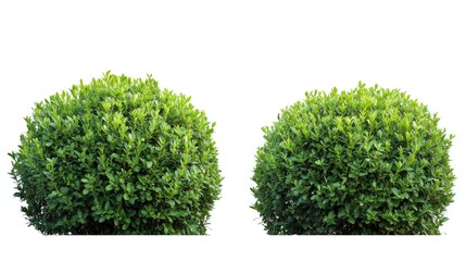 Fototapeta premium Two round, green bushes isolated on a white background.