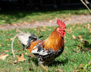 Big rooster walking in the park with a big red cockcomb