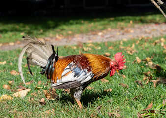 Rooster eating in the park. Side view