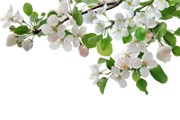 Apple blossom branch in a corner border, spring flowers on a transparent backdrop