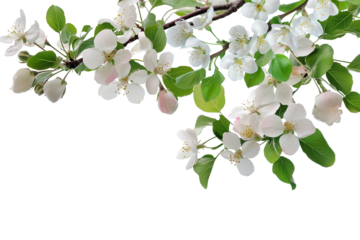 Apple blossom branch in a corner border, spring flowers on a transparent backdrop