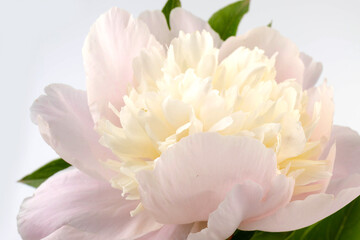 Floral spring background. Pink peonies and petals. Close-up. Soft focus. Nature