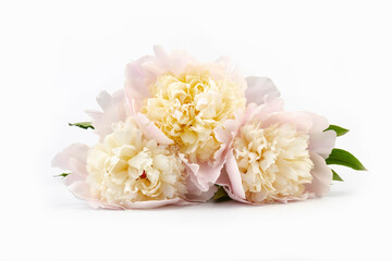 Floral spring background. Pink peonies and petals. Close-up. Soft focus. Nature