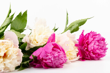 Floral spring background. Pink peonies and petals. Close-up. Soft focus. Nature