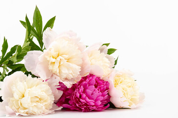 Floral spring background. Pink peonies and petals. Close-up. Soft focus. Nature