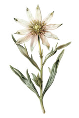 Vibrant Edelweiss flowers with lush green leaves, watercolor art, nature's beauty in a stunning botanical illustration, PNG transparent background