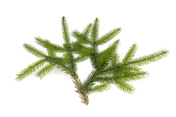 Naklejka premium Pine branch isolated on white background. Fir tree branch isolated on white