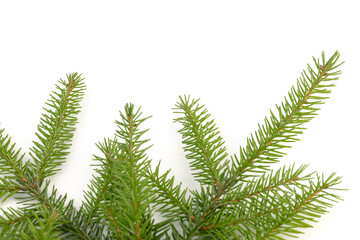 Naklejka premium Pine branch isolated on white background. Fir tree branch isolated on white