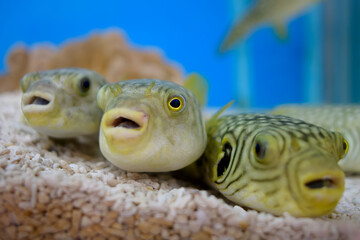 Cute puffer fish in a glass tank © anake