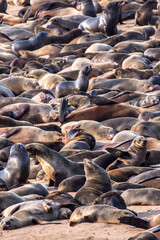Fototapeta premium skeleton coast fur seal colony at Cape Cross Namibia