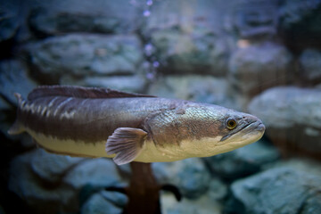 Snakehead fish in a glass tank, a Thai river fish