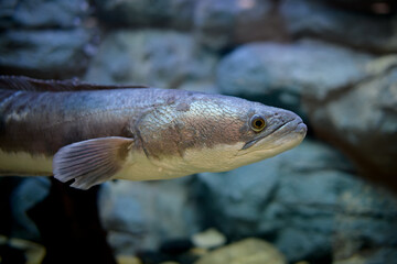 Snakehead fish in a glass tank, a Thai river fish