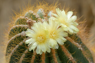 Cactus  flowers and thorns.