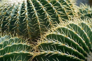Cactus  flowers and thorns.