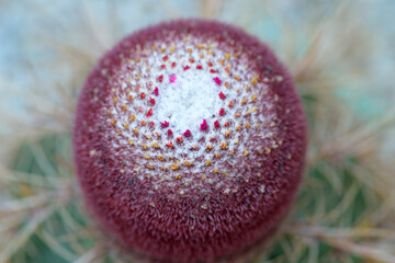 Cactus  flowers and thorns.