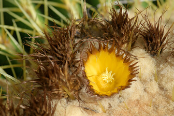 Cactus  flowers and thorns.