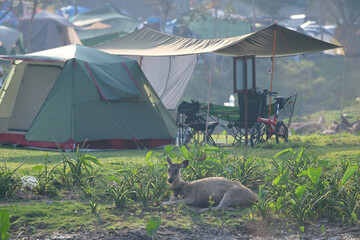 There are deer at the camping ground in Khao Yai National Park.
