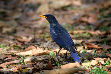 Myophonus caeruleus [flavirostris Group]