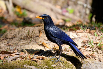 Myophonus caeruleus [flavirostris Group]