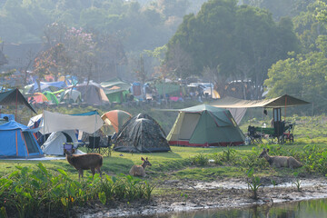 There are deer at the camping ground in Khao Yai National Park.