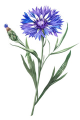 Obraz premium Vibrant Cornflower flowers with lush green leaves, watercolor art, nature's beauty in a stunning botanical illustration, PNG transparent background
