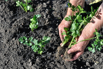 gardener's hands planting a celery seedling in the vegetable garden 
