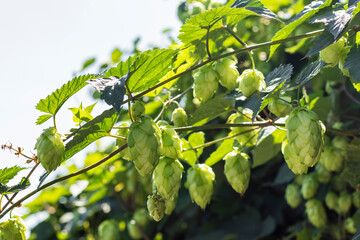 Humulus lupulus plant. Hop cones. Close up.