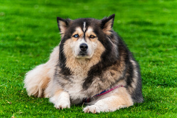 Alaskan Malamute Dog