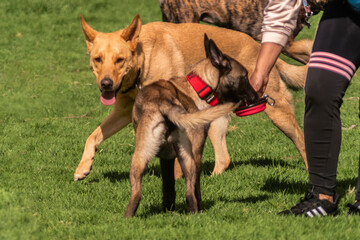 Dogs playing in the park