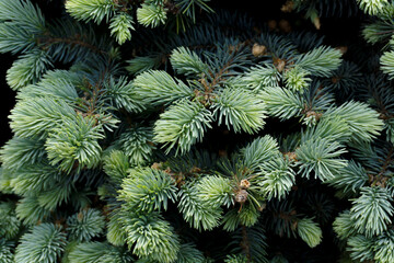 Blue pine in spring close-up