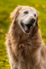 Obraz premium portrait of golden retriever