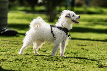 very cheerful white lapdog